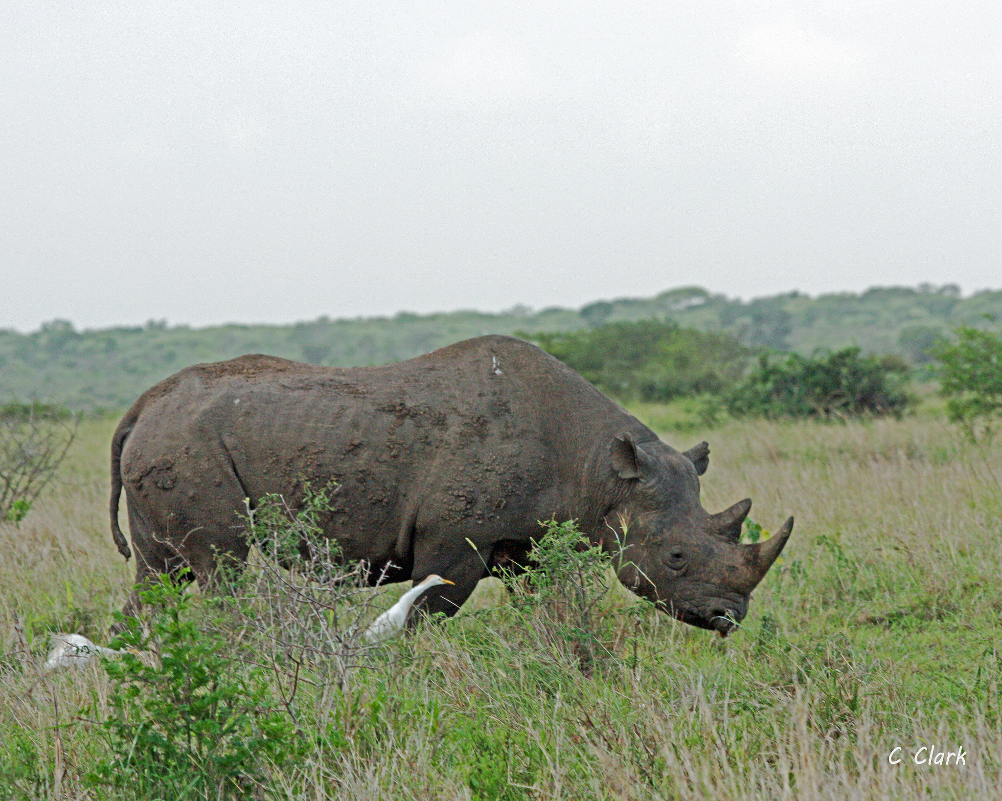 Canon EOS 450D (EOS Rebel XSi / EOS Kiss X2) sample photo. Endangered black rhino photography