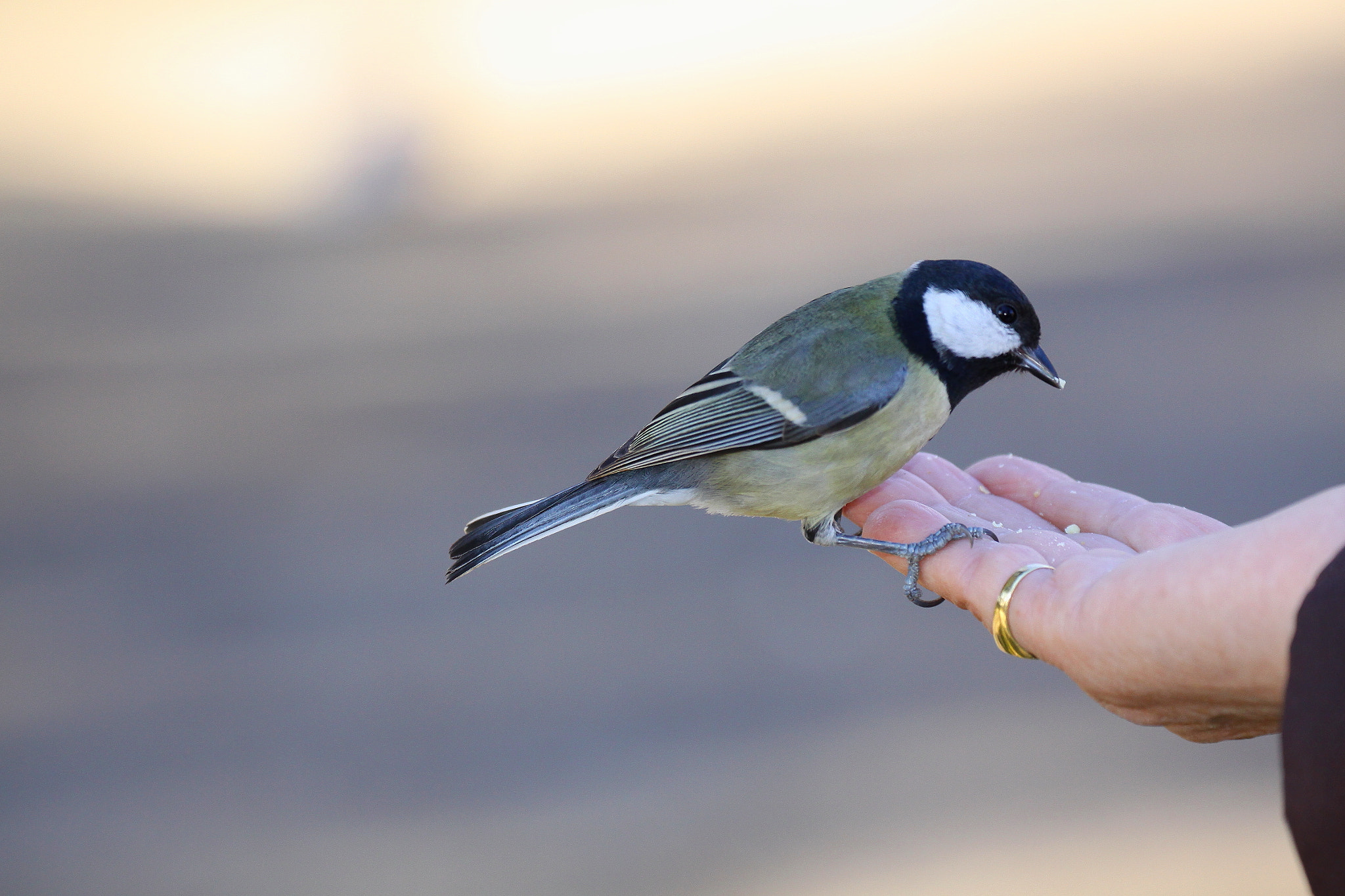 Canon EF 70-300mm F4-5.6L IS USM sample photo. Carbonero común  (parus major) photography