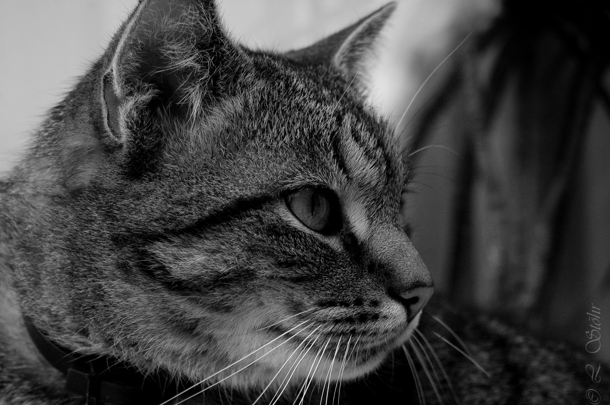 Nikon D70 sample photo. Cat photography