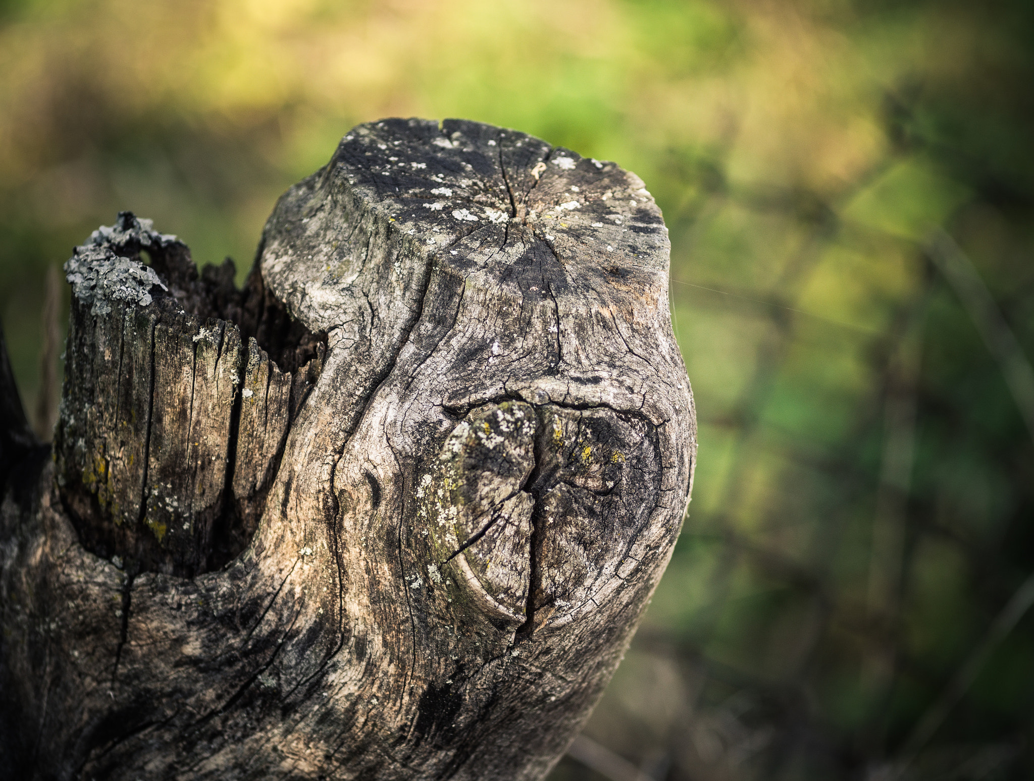 Olympus OM-D E-M10 + Sigma 60mm F2.8 DN Art sample photo. Dead tree in the evening . photography