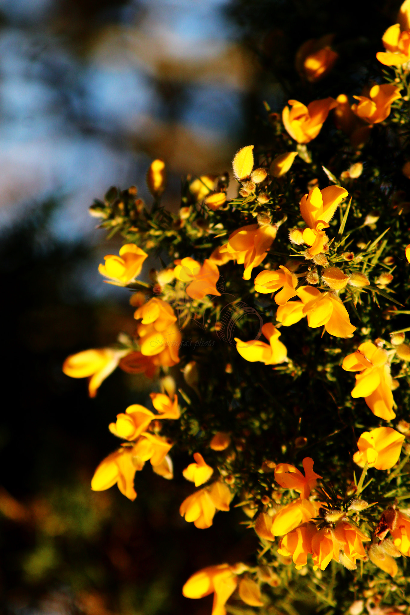 Canon EF 70-300mm F4-5.6 IS USM sample photo. December flowers photography
