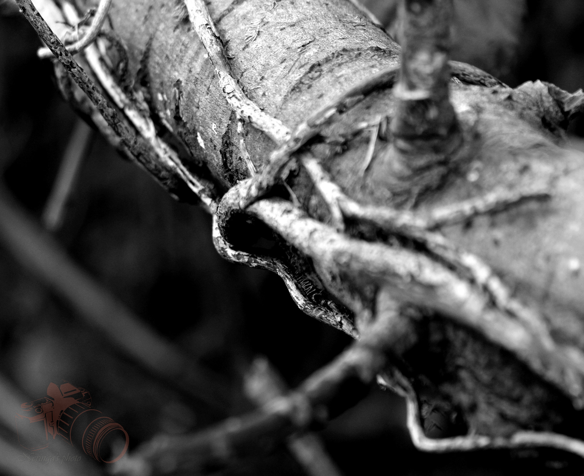 Canon EF 70-300mm F4-5.6 IS USM sample photo. B and w photography