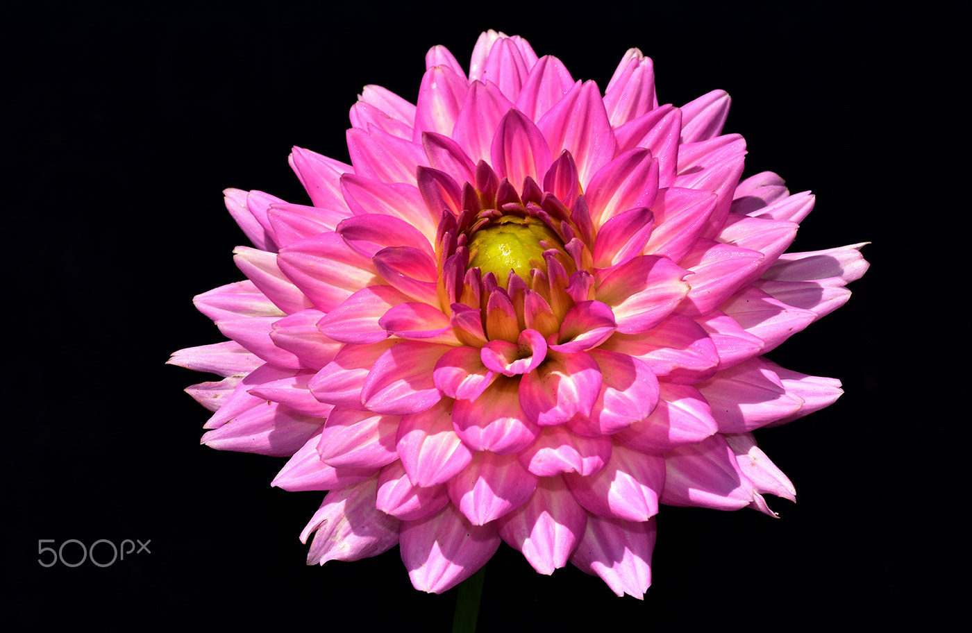 Sigma 150mm F2.8 EX DG Macro HSM sample photo. Pink photography