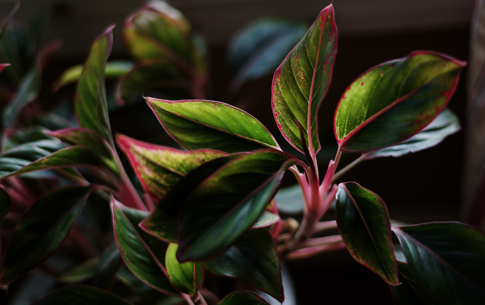 Leica M9 + Leica Summilux-M 50mm F1.4 ASPH sample photo. Neon green photography