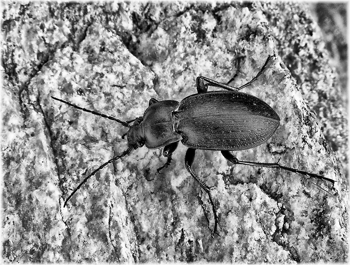 Nikon COOLPIX S4 sample photo. Escarabajo photography