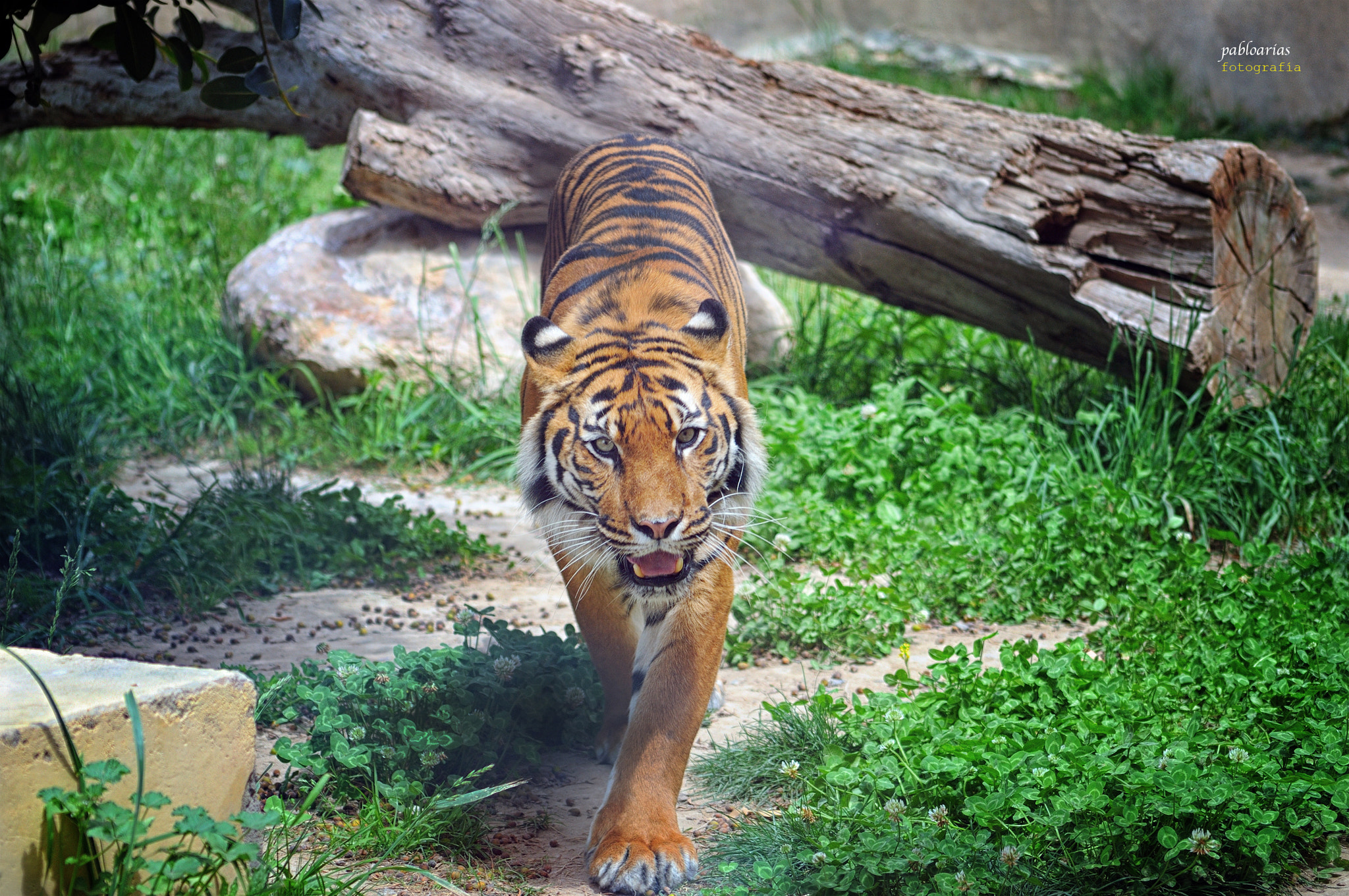 Nikon D300 sample photo. Tigre asiático photography