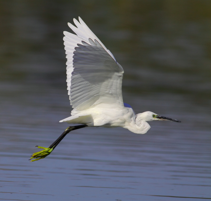 Canon EF 400mm F5.6L USM sample photo. Little egret photography