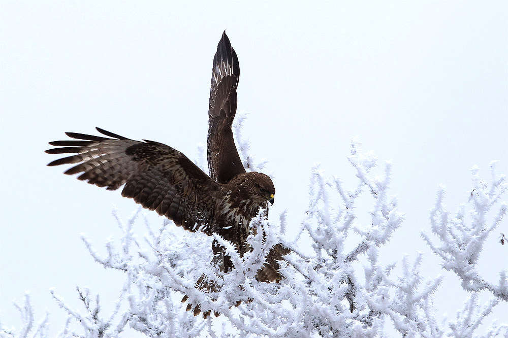Canon EF 300mm F2.8L IS USM sample photo. Winter buteo photography