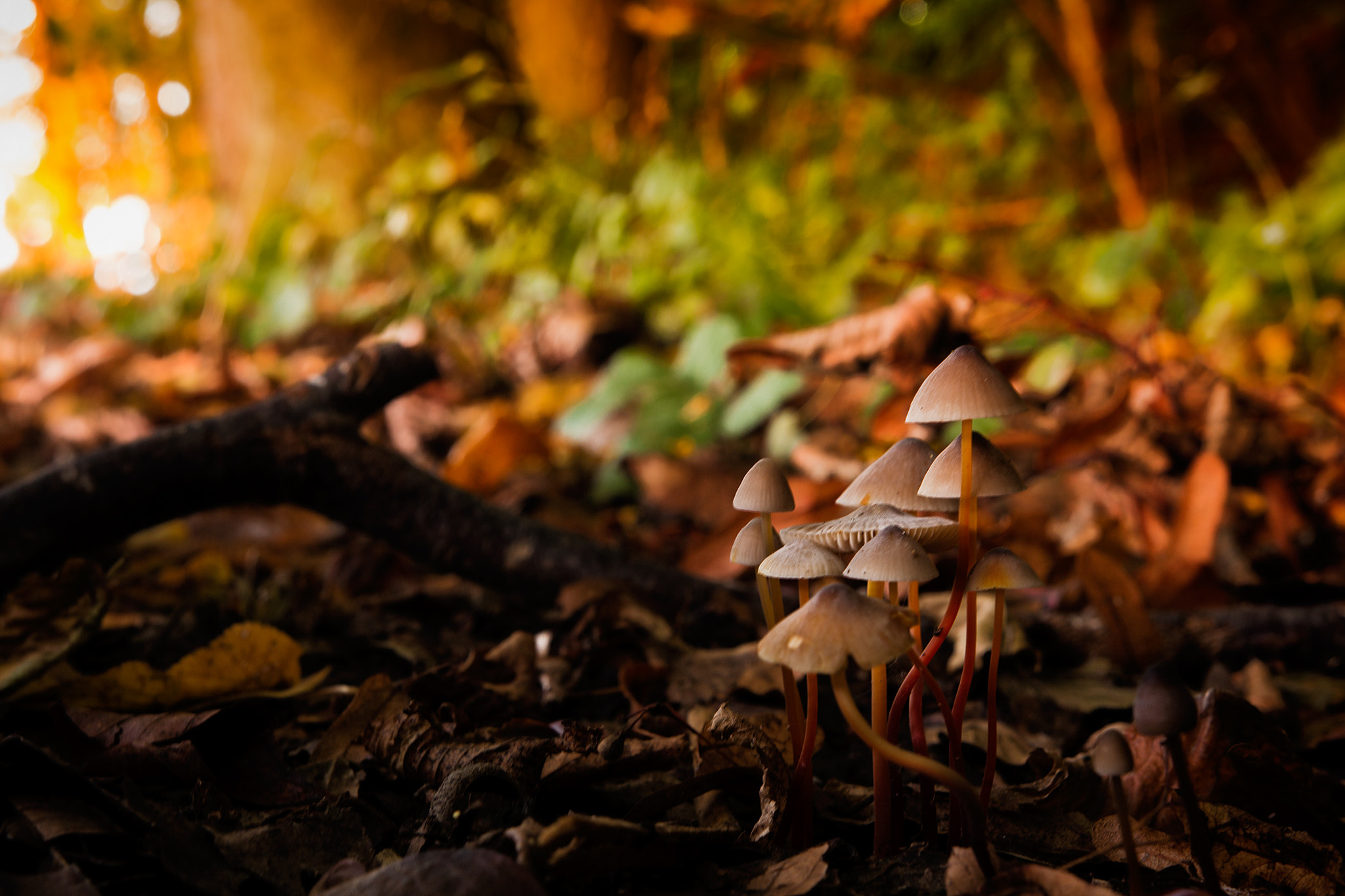 Sigma 18-35mm f/1.8 DC HSM sample photo. Psychedelic photography