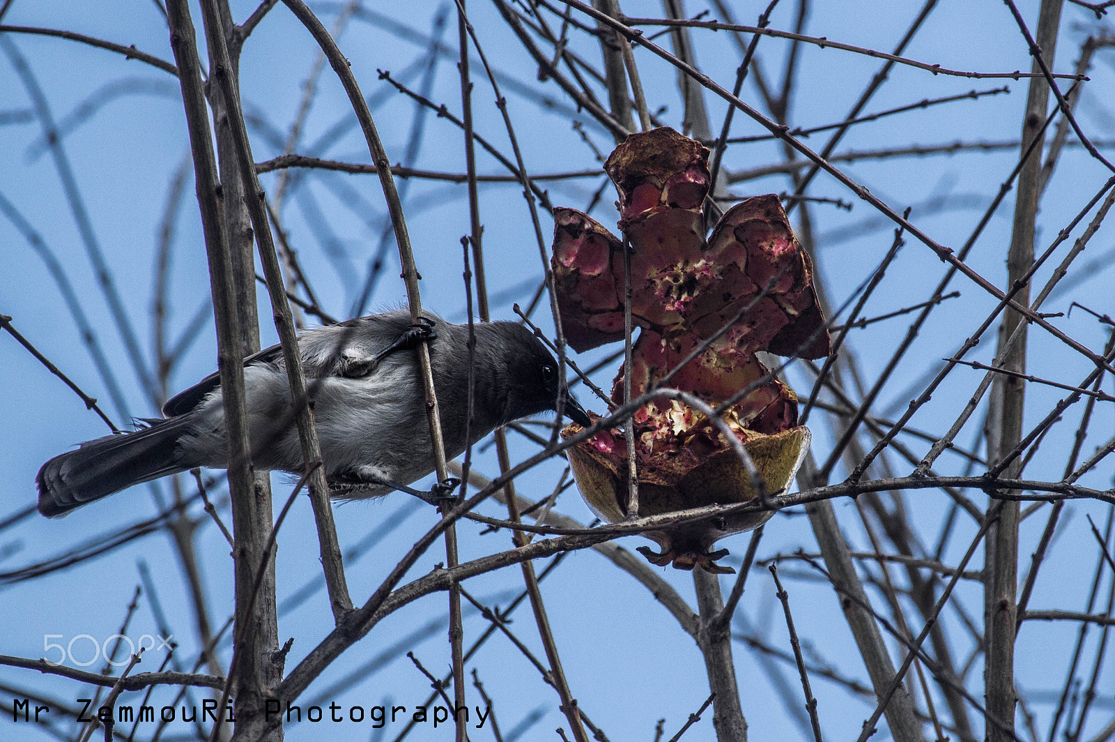Canon EF-S 55-250mm F4-5.6 IS STM sample photo. Bird eating photography