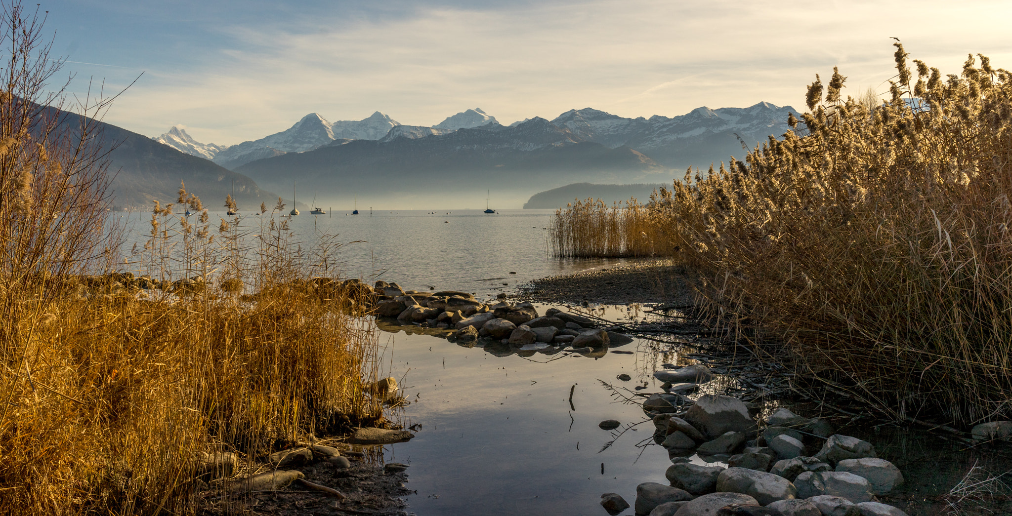 Sony a7 + Sony Distagon T* FE 35mm F1.4 ZA sample photo. Reed at the lake of thun photography