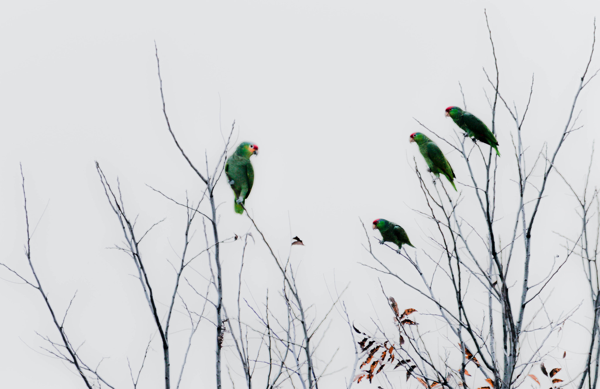 Canon EF 70-200mm F4L USM sample photo. Parrots. photography