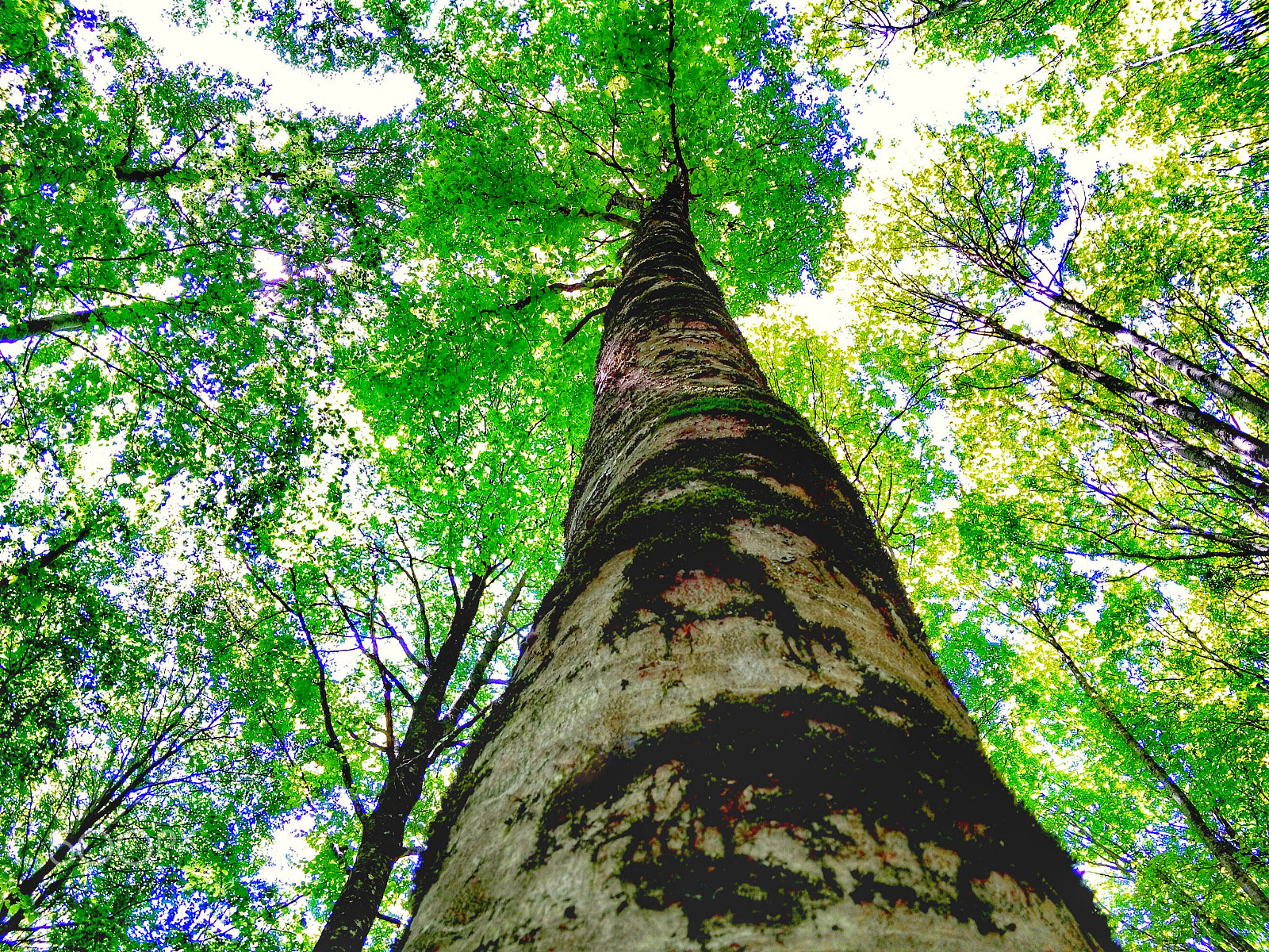 Meizu MX4 sample photo. Oak forest photography