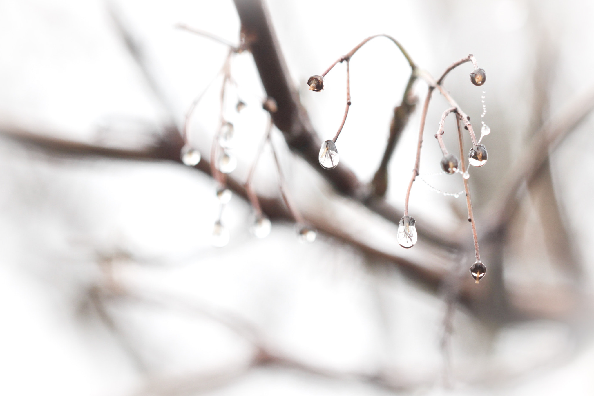 Canon EOS 600D (Rebel EOS T3i / EOS Kiss X5) + Canon EF 100mm F2.8 Macro USM sample photo. Melting photography