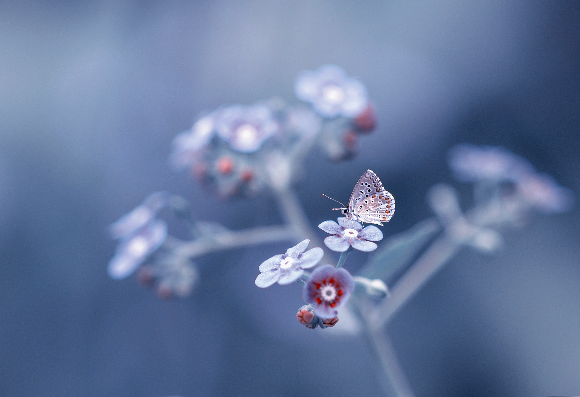 Canon EF 100mm F2.8 Macro USM sample photo. Blue dream... photography