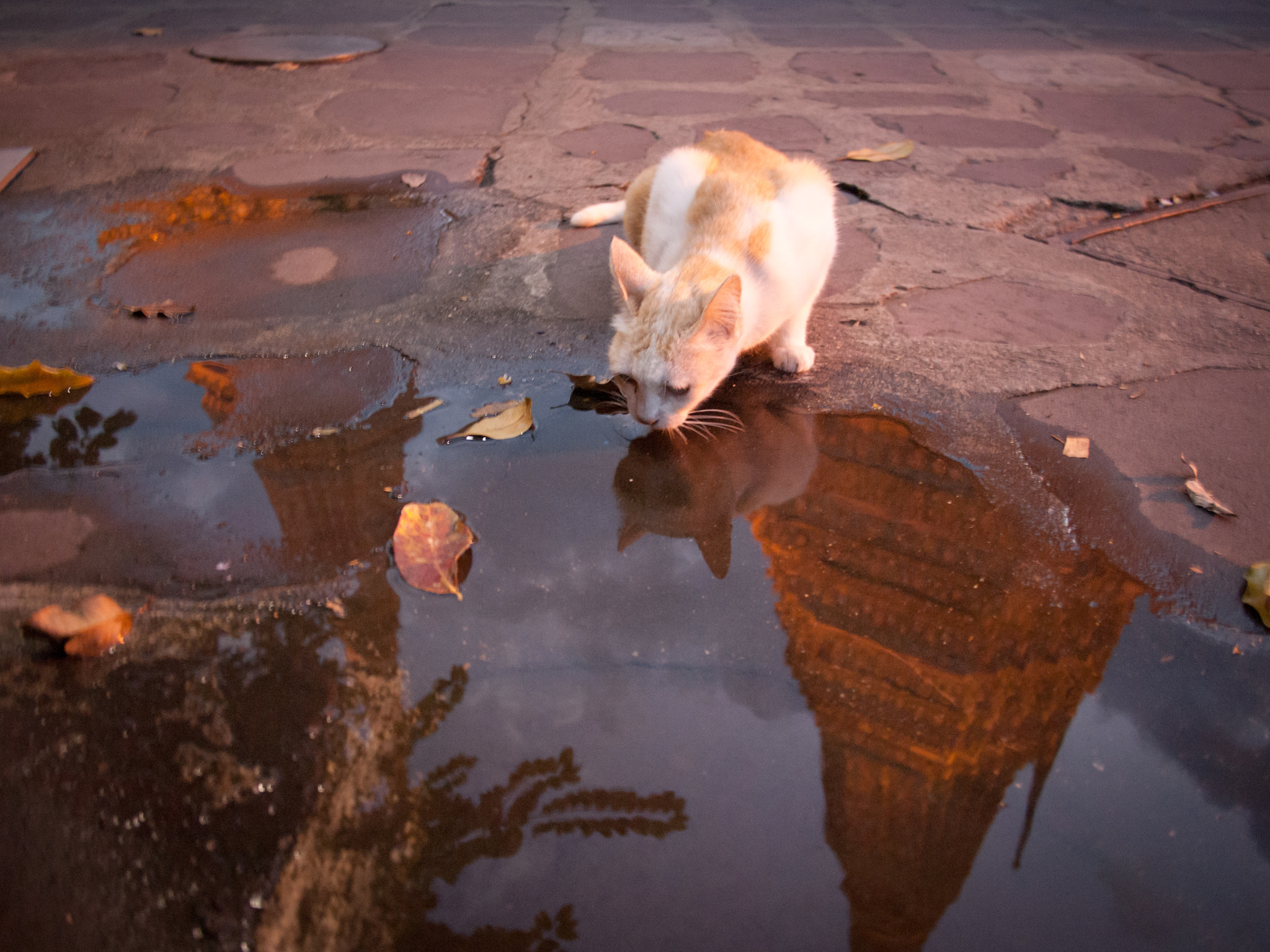 Olympus PEN E-P2 + Panasonic Lumix G 14mm F2.5 ASPH sample photo. Feline reflection photography