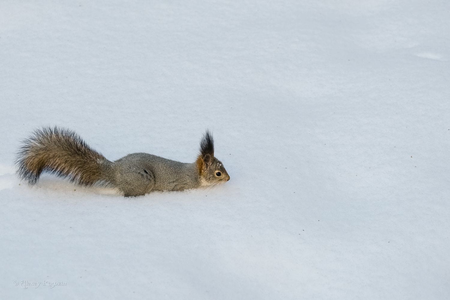 Fujifilm X-T2 + Fujifilm XC 50-230mm F4.5-6.7 OIS sample photo. Snowmobile photography