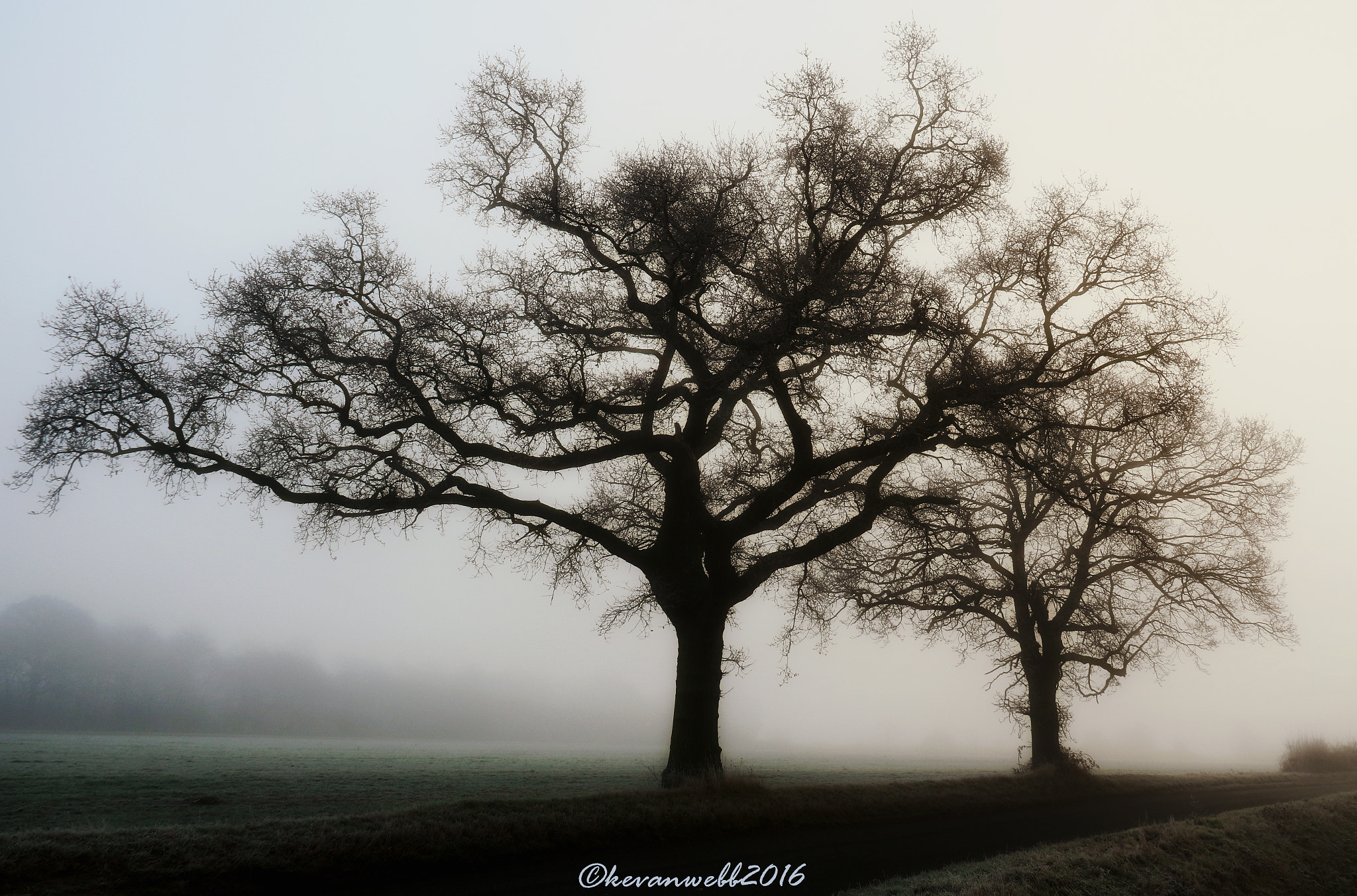 Canon EOS 760D (EOS Rebel T6s / EOS 8000D) sample photo. Fog, frost and tree`s photography