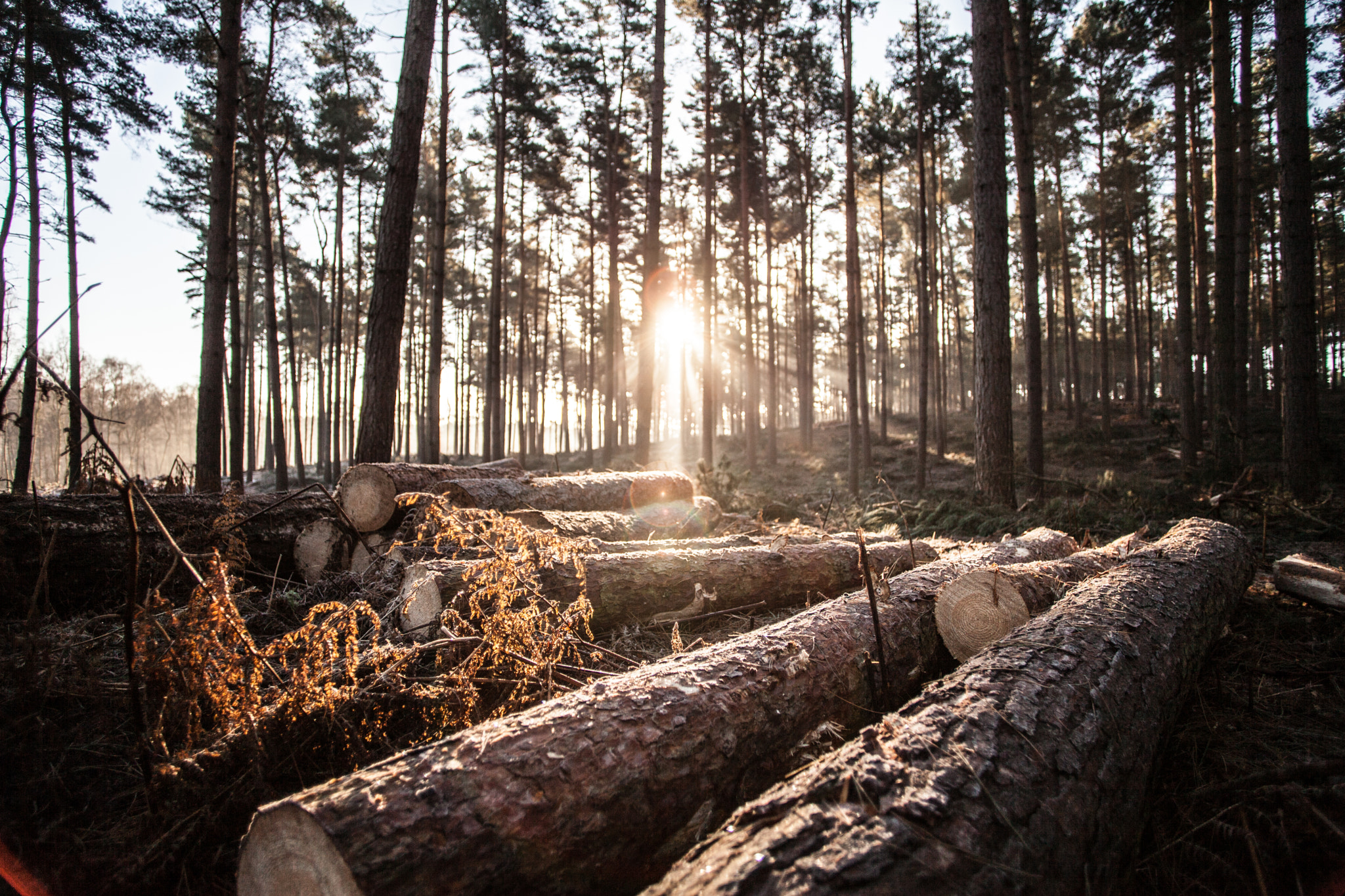 Canon EF 20mm F2.8 USM sample photo. Aspley woods photography