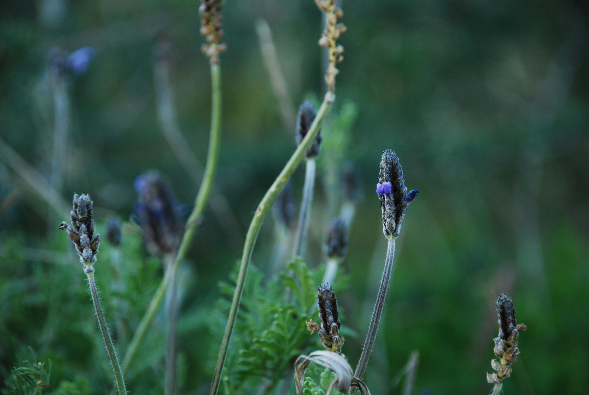 Nikon D40X sample photo