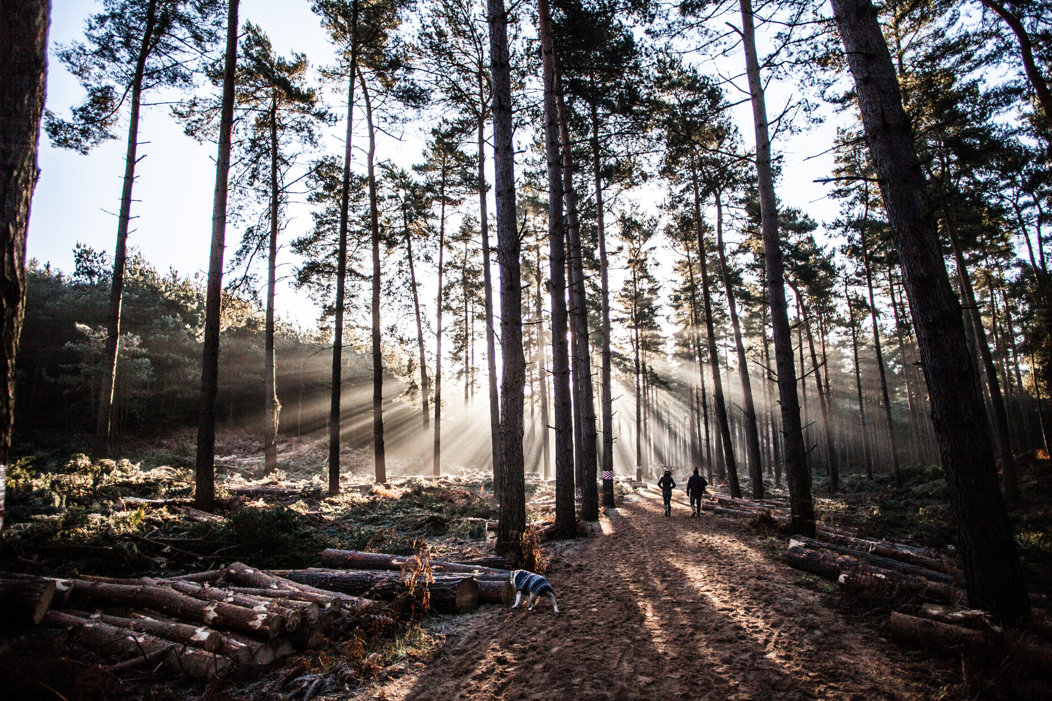 Canon EOS 5D Mark II sample photo. Morning lighting up aspley woods photography