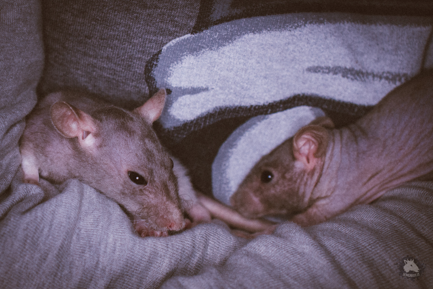 Canon EOS 7D + Canon EF 28mm F2.8 sample photo. Fancyrats photography