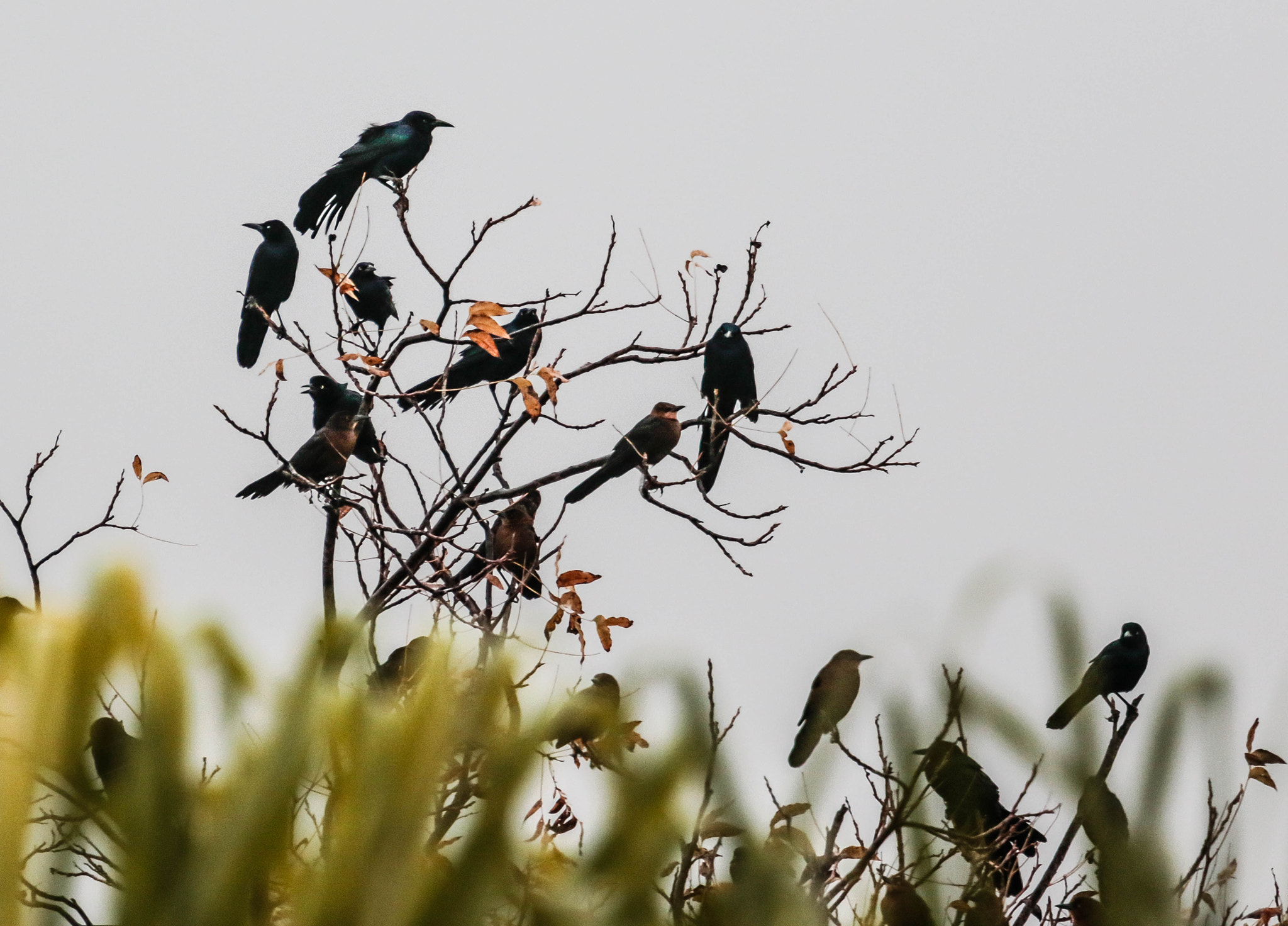 Canon EF 70-200mm F4L USM sample photo. Crows photography