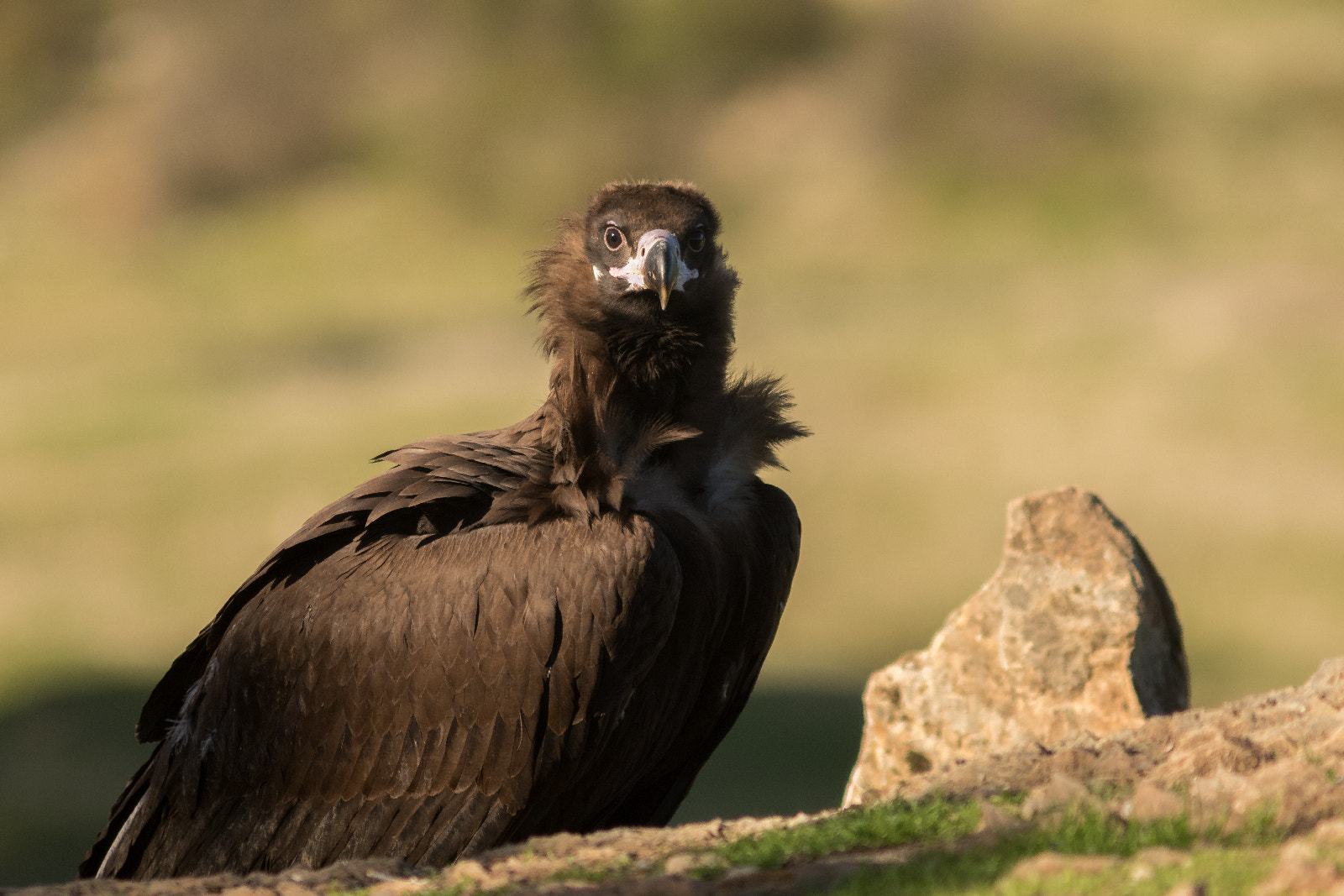 Canon EOS 7D Mark II + Canon EF 300mm F4L IS USM sample photo. Buitre negro photography