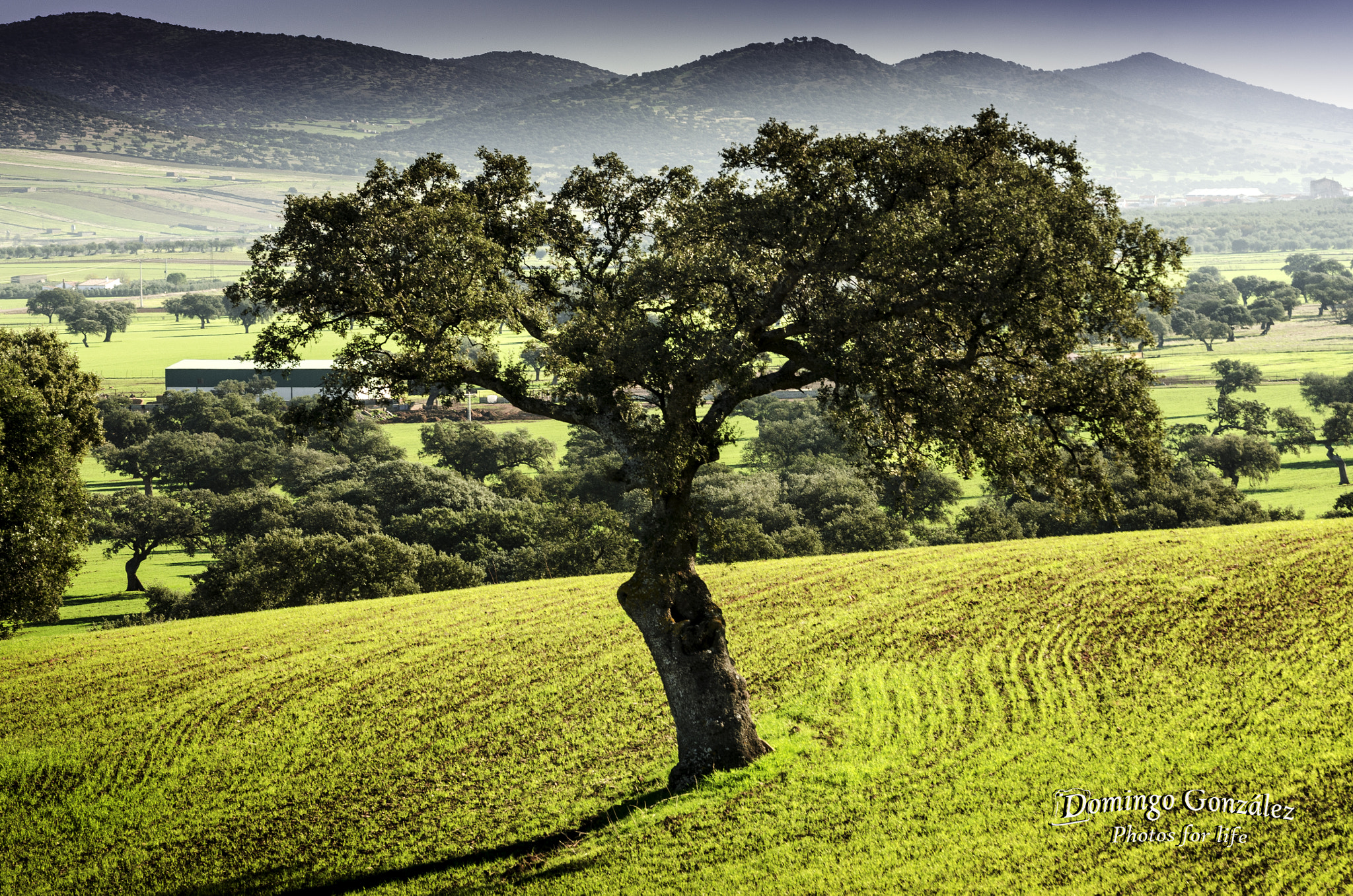 Nikon D7000 + Sigma 50-150mm F2.8 EX APO DC OS HSM sample photo. La encina en el sembrado photography