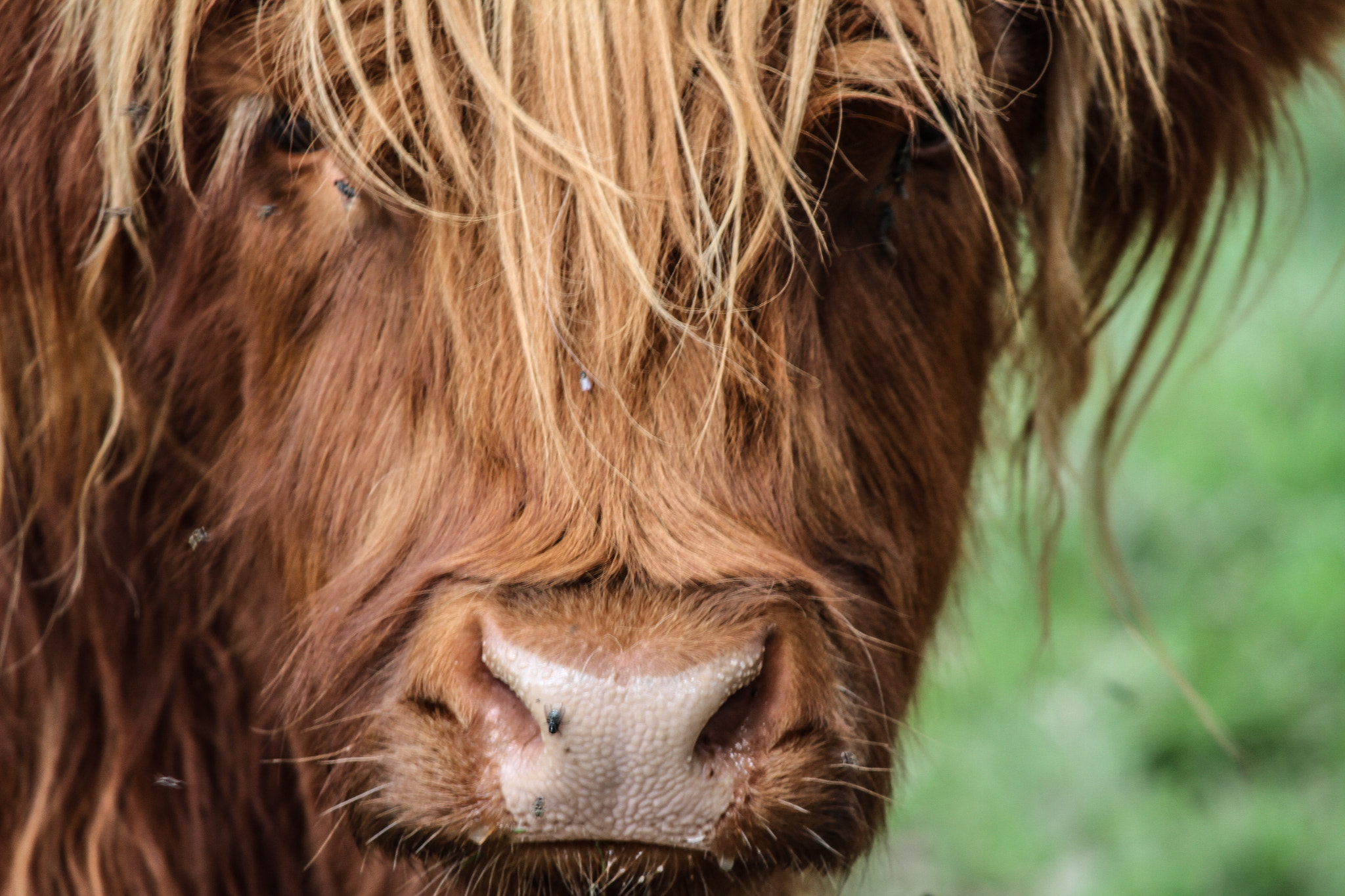 Canon EF-S 55-250mm F4-5.6 IS sample photo. Scottish caw photography