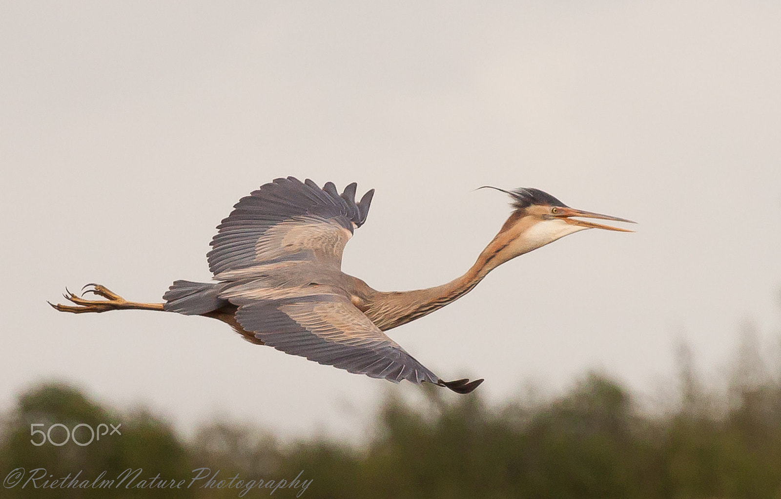 Canon EOS 50D + Canon EF 70-200mm F4L USM sample photo. Flying purple heron photography