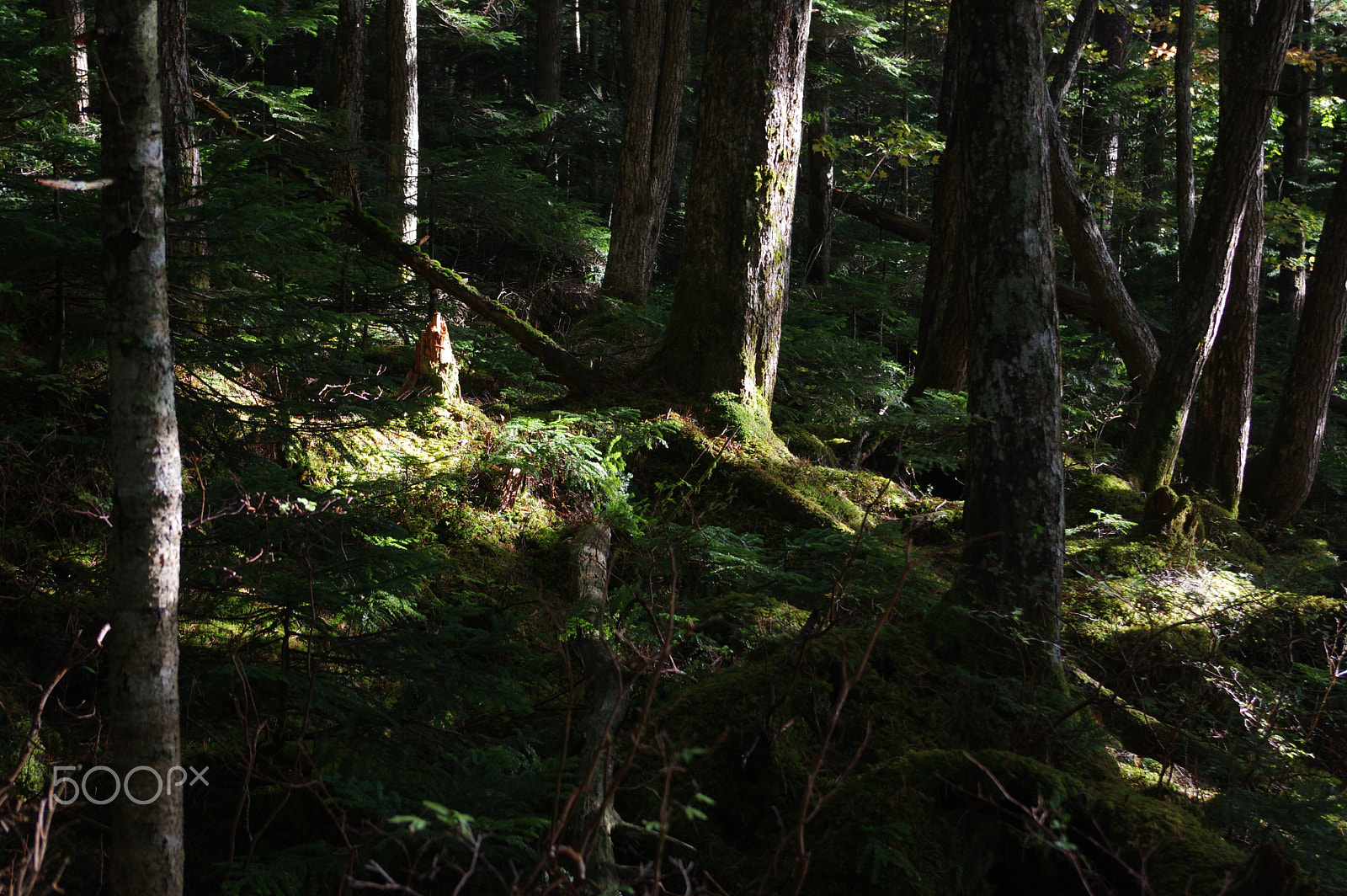 smc PENTAX-DA L 18-55mm F3.5-5.6 sample photo. Forest morning photography