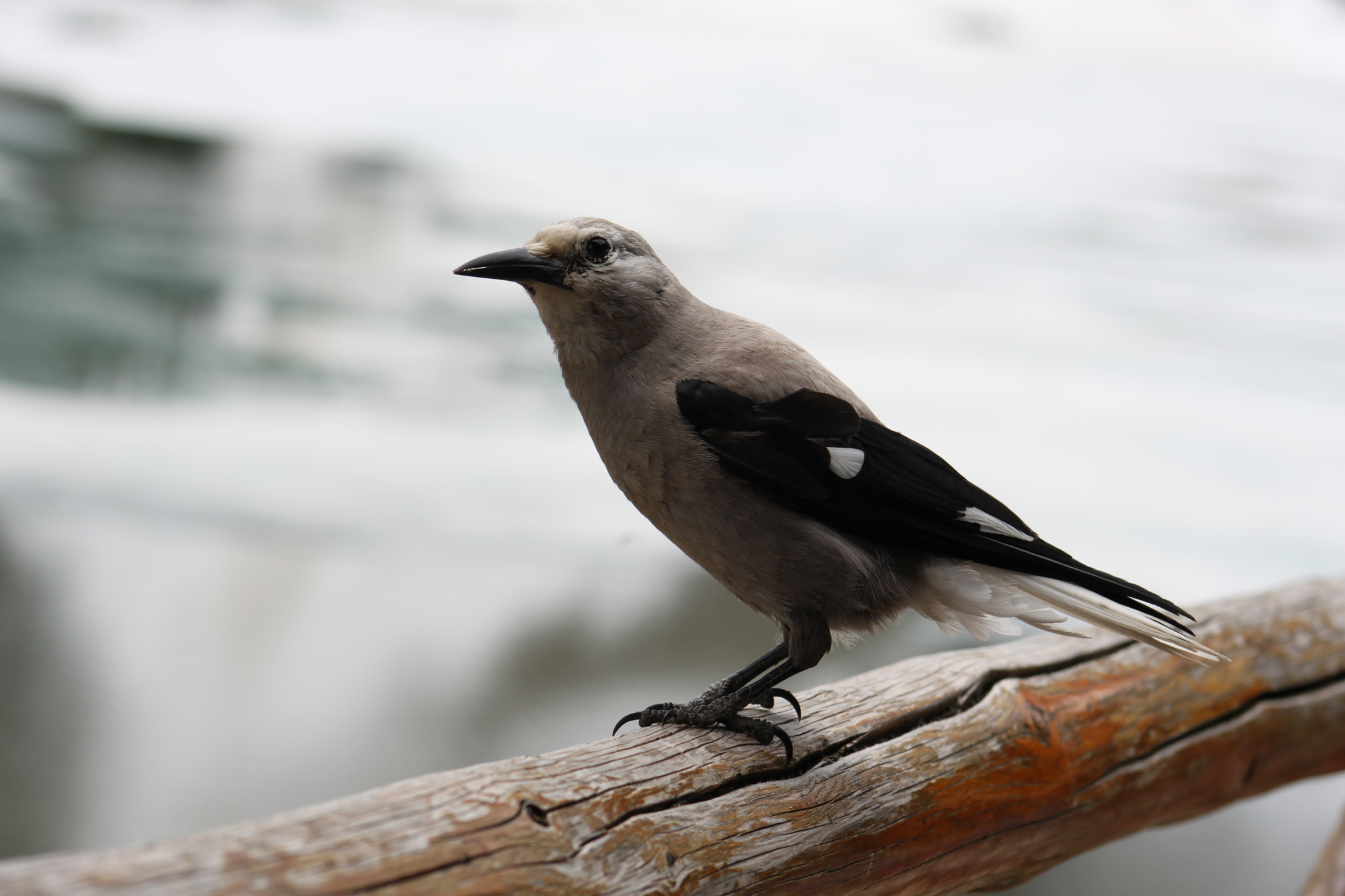 Canon EOS 500D (EOS Rebel T1i / EOS Kiss X3) sample photo. Unser gast im lake agnes teahouse photography