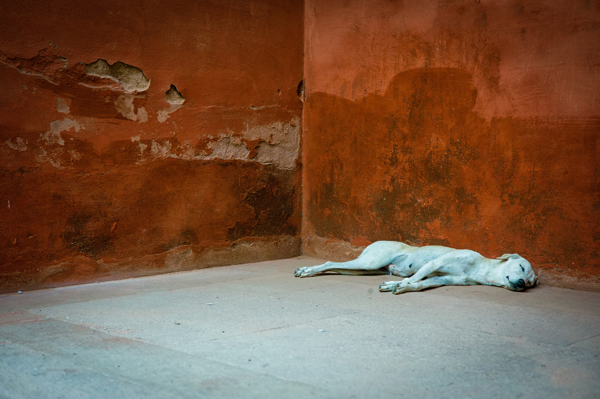 Leica M9 + Leica Summarit-M 50mm F2.5 sample photo. Sleeping photography