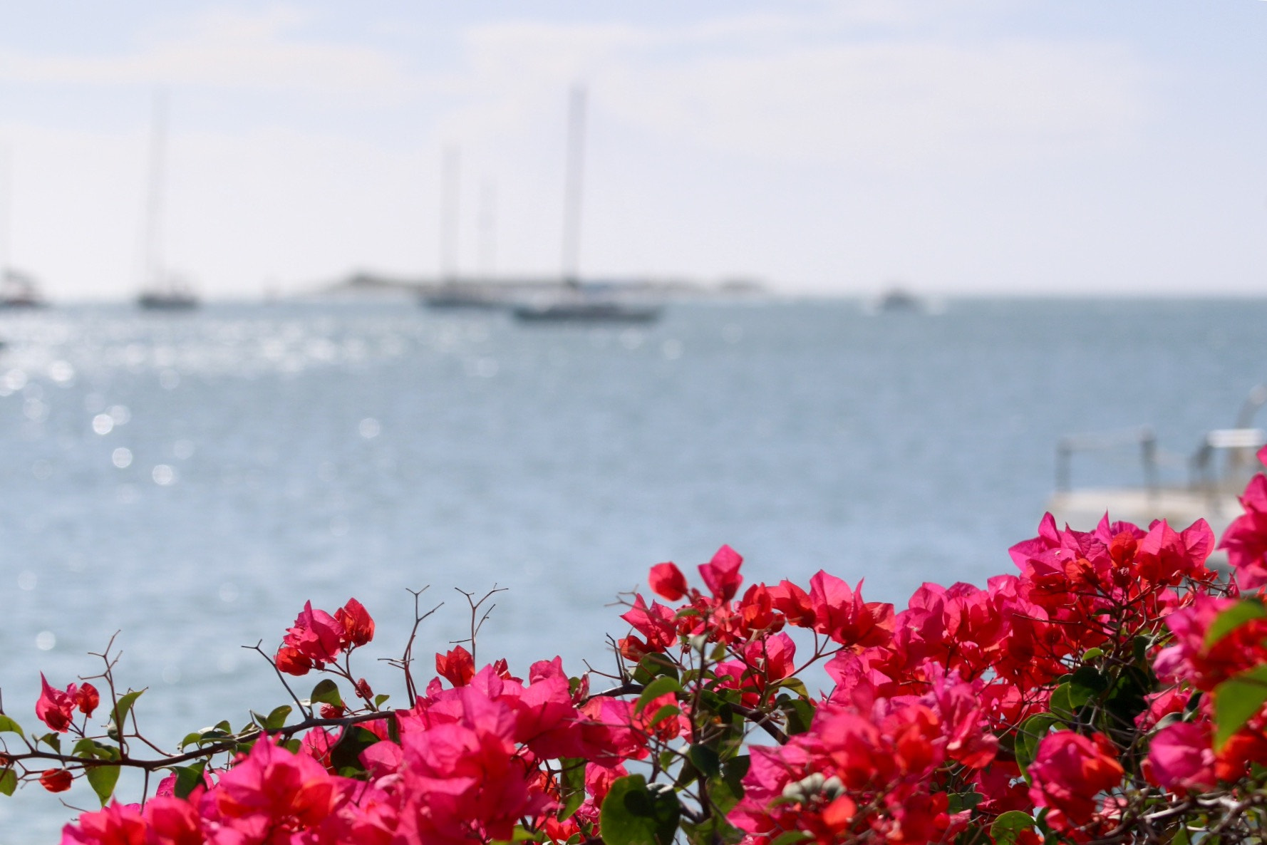 Canon EF 70-200mm F4L USM sample photo. Flor de orilla, ponce pr photography