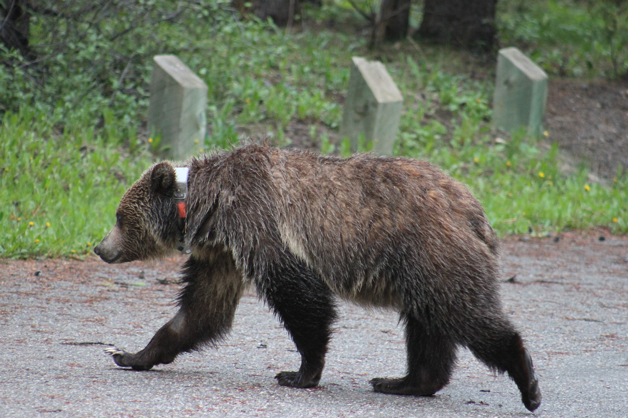 Canon EOS 500D (EOS Rebel T1i / EOS Kiss X3) + EF75-300mm f/4-5.6 sample photo. Grizzly photography