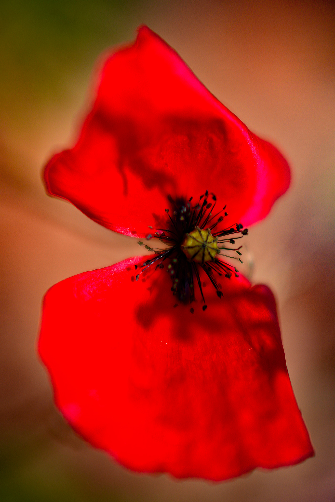 Nikon D800 + AF DC-Nikkor 135mm f/2D sample photo. Poppy photography