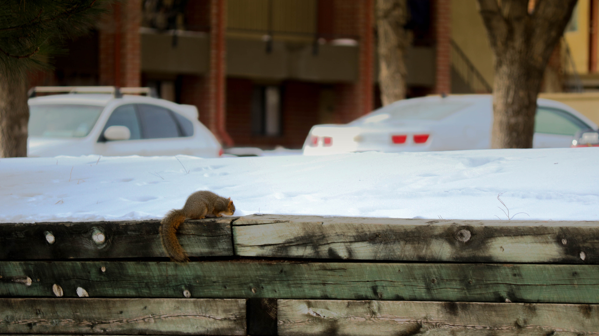 Canon EOS 750D (EOS Rebel T6i / EOS Kiss X8i) sample photo. Squirrel photography