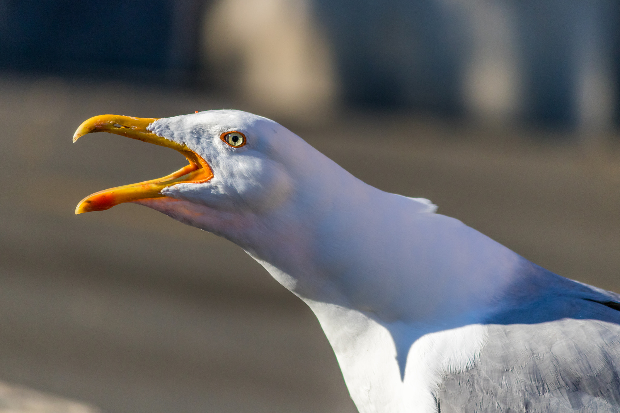 Canon EOS 750D (EOS Rebel T6i / EOS Kiss X8i) sample photo. Birds of vatican photography
