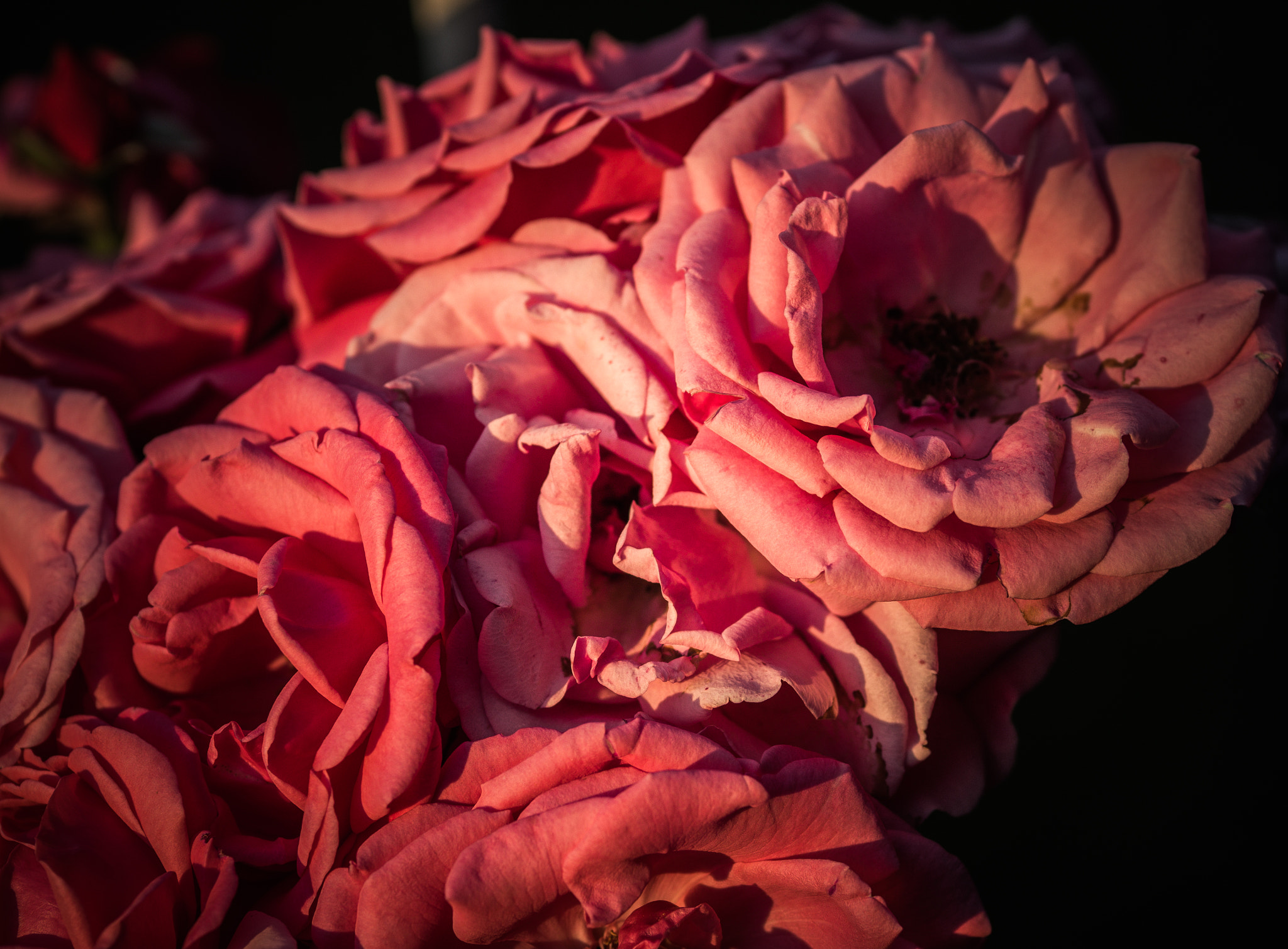 Olympus OM-D E-M10 + Sigma 60mm F2.8 DN Art sample photo. Old roses in the evening . photography