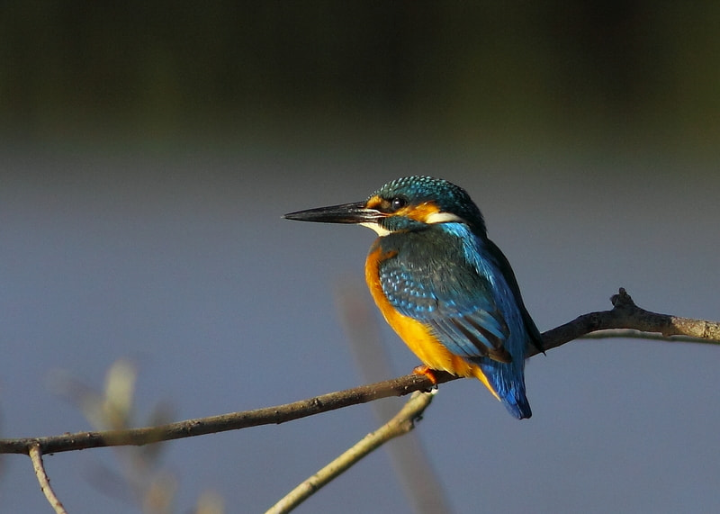 Canon EF 400mm F5.6L USM sample photo. Kingfisher photography