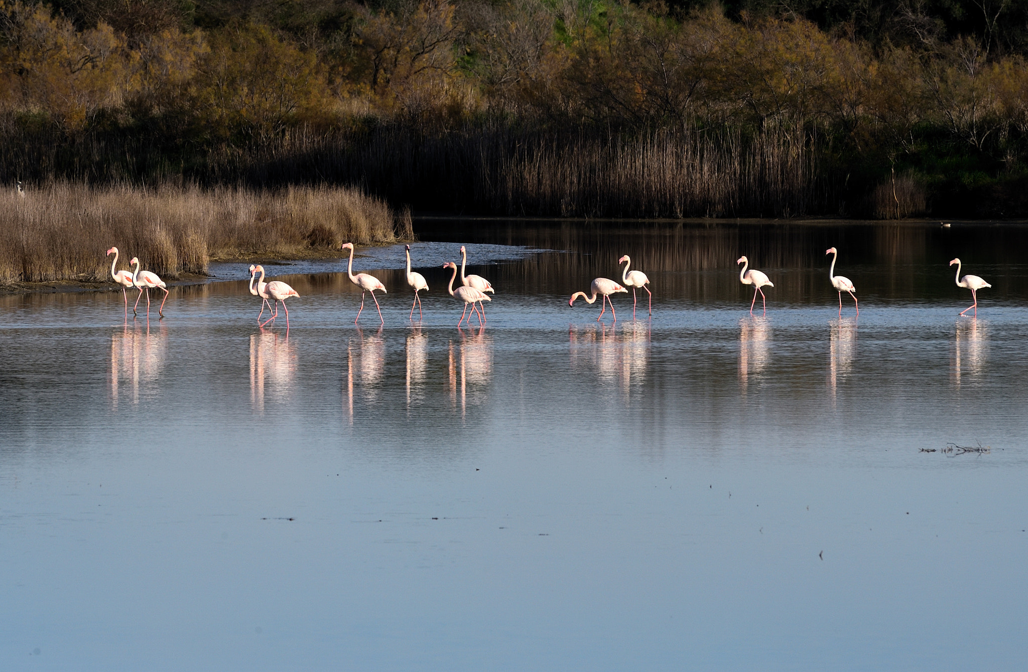 Nikon D750 + AF Nikkor 300mm f/4 IF-ED sample photo. Fenicotteri rosa in padule photography