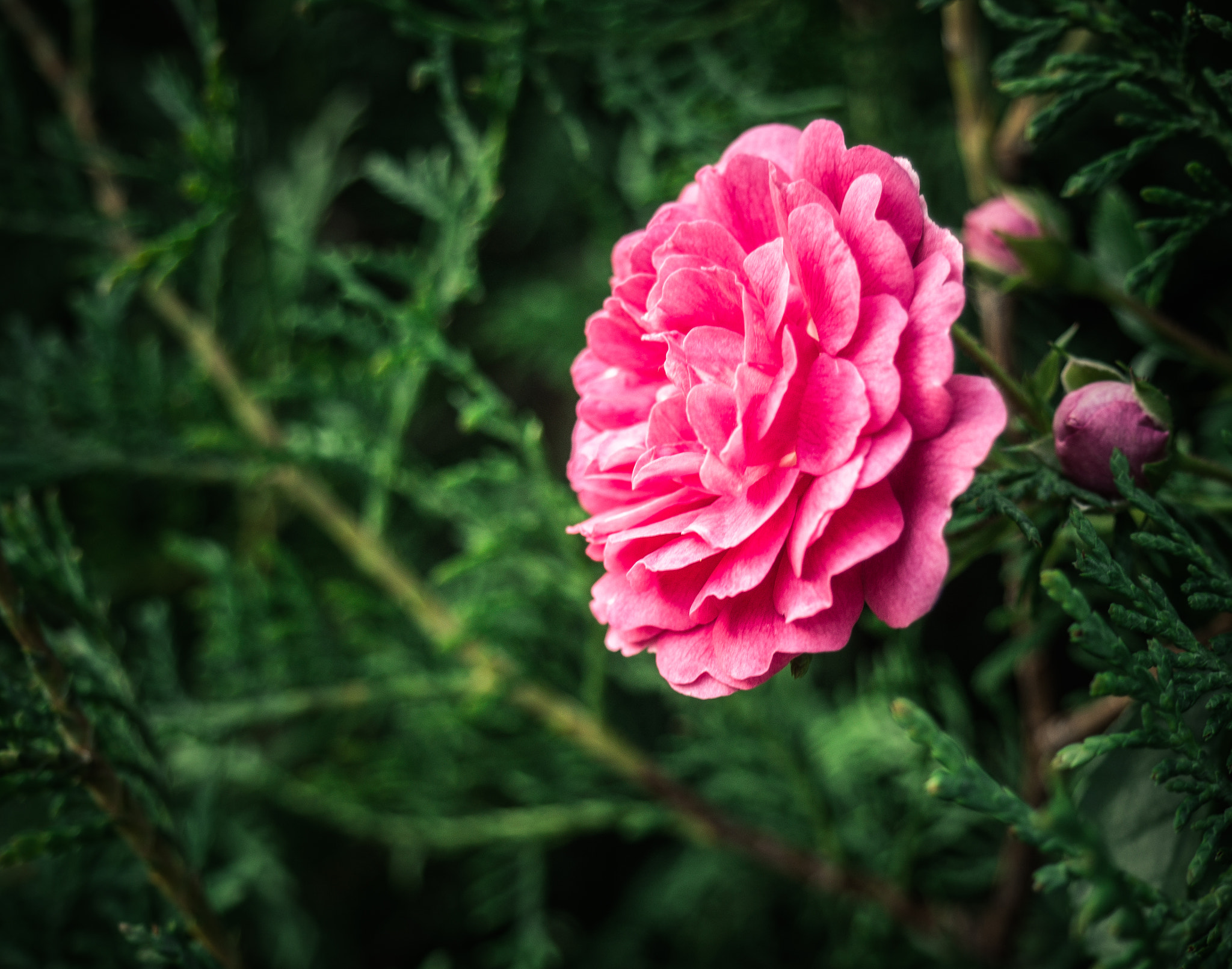 Olympus M.Zuiko Digital 14-42mm F3.5-5.6 II R sample photo. Beauty in green world . photography
