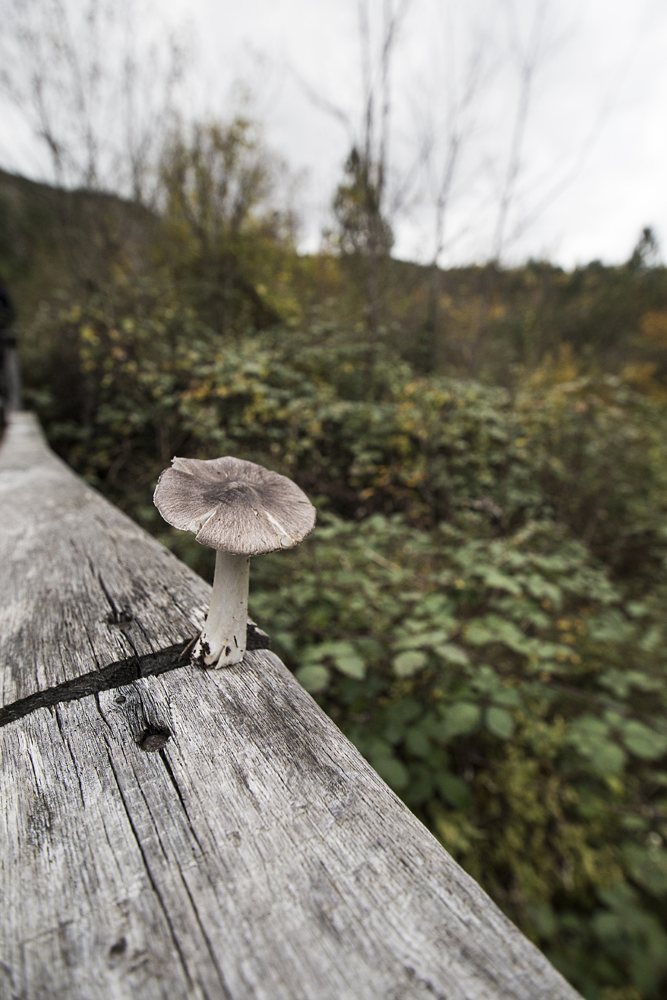Sigma 10-20mm F3.5 EX DC HSM sample photo. Hold on to life photography