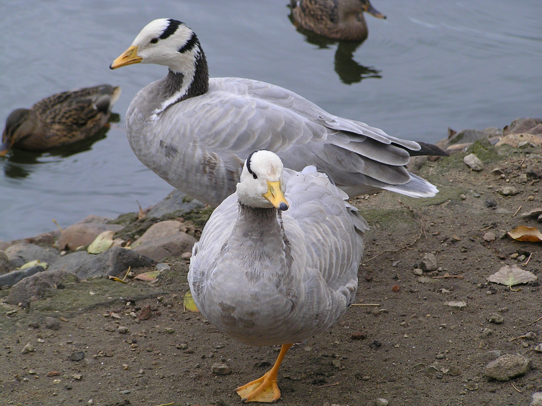 Olympus C760UZ sample photo. Silver ducks on the river bank photography