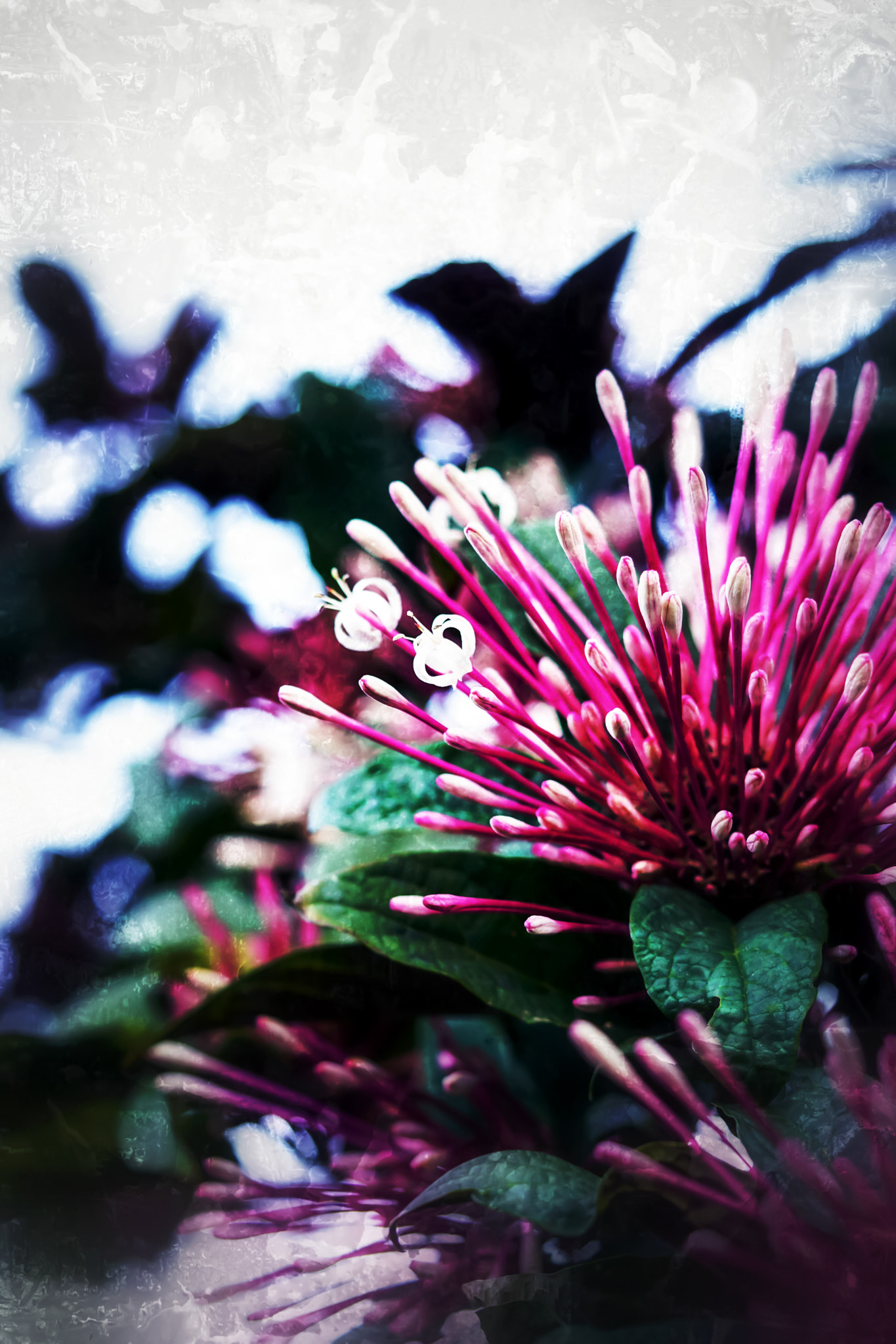 Sony a6000 + Sony FE 90mm F2.8 Macro G OSS sample photo