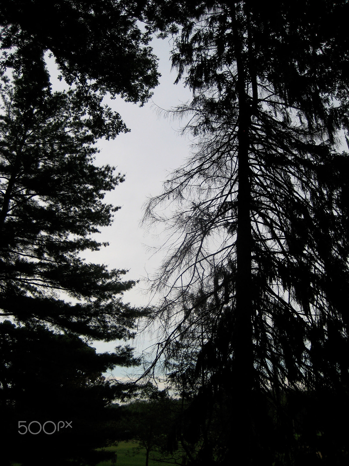 Canon POWERSHOT SD1000 sample photo. An evergreen dies photography
