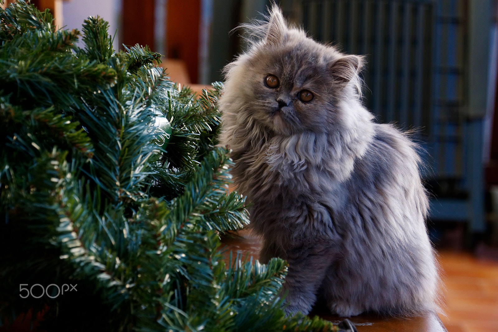 Sony E 18-200mm F3.5-6.3 OSS sample photo. Let's do the christmas tree photography