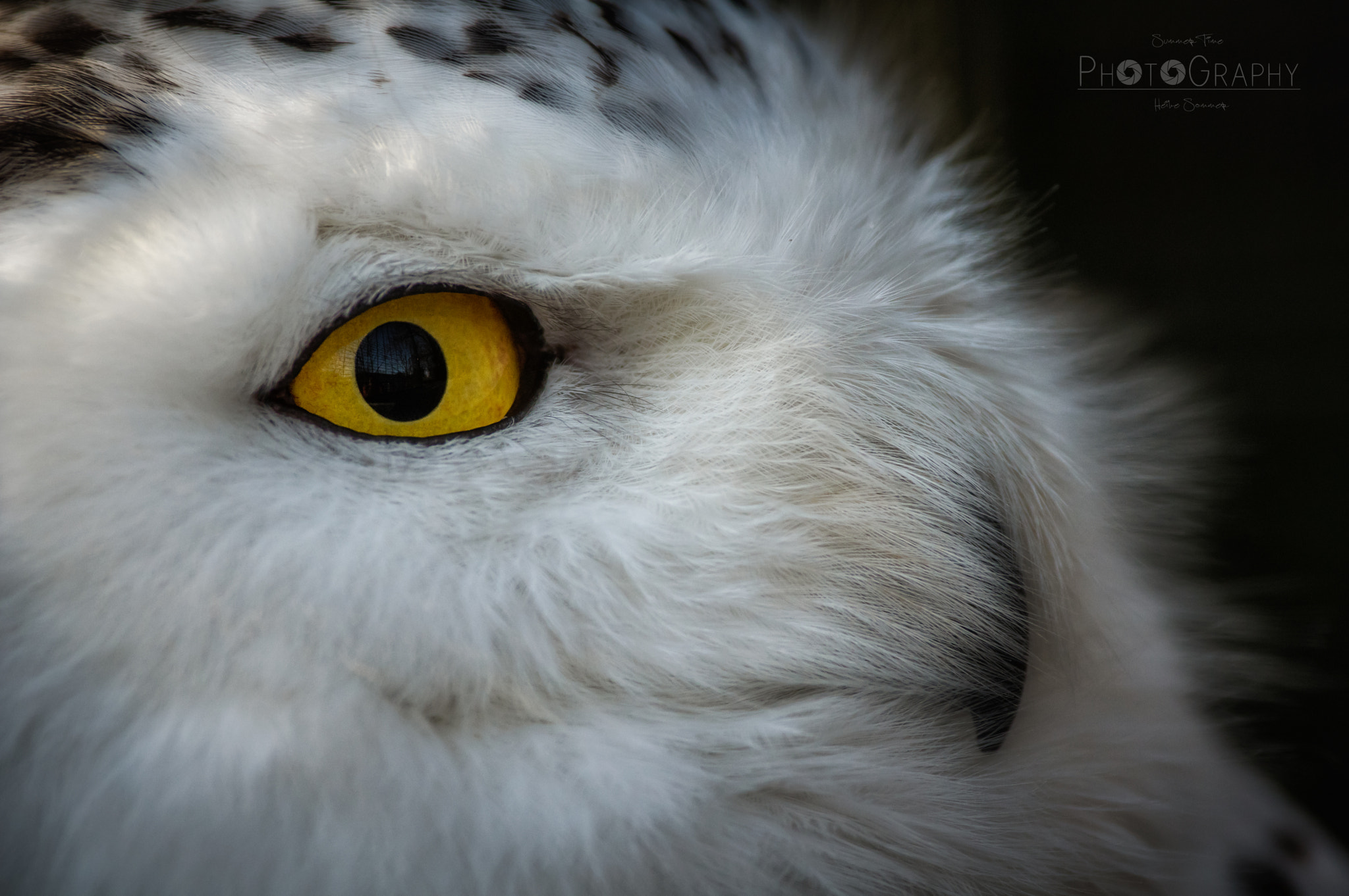 Pentax smc DA* 300mm F4.0 ED (IF) SDM sample photo. Sharp eye ii photography