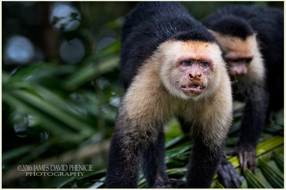 Nikon D500 sample photo. Whiteface monkies photography